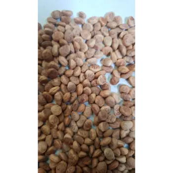 Natural Chironji Exporter